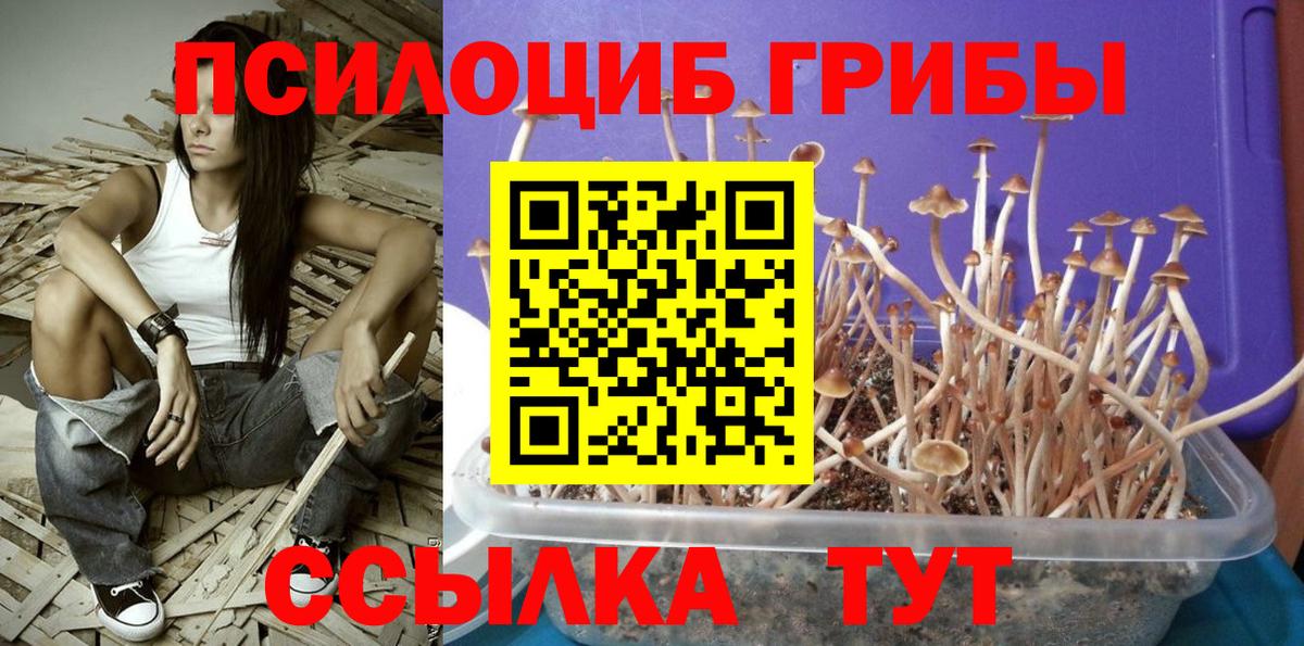 Псилоцибиновые грибы Cubensis  Вход с VPN  Нижний Новгород 